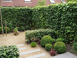 Wintergroene structuur met klimop, haagjes en buxusbollen.