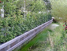Aanleg beschoeiing: beplanting zorgt voor privacy.