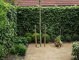 Een boom is een belangrijk element in de tuin. Deze is 's avonds aangelicht.