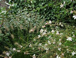 Weelderige beplanting zorgt voor beweging in de tuin.