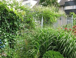 Hekwerk waar klimplanten lekker doorheen kunnen groeien.