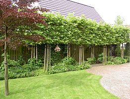 Groene afscheiding van leibomen.