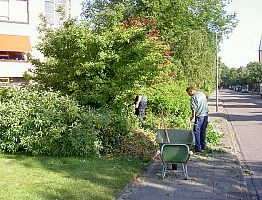 Na het snoeien wordt het snoeisel opgeruimd.